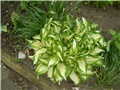 hosta